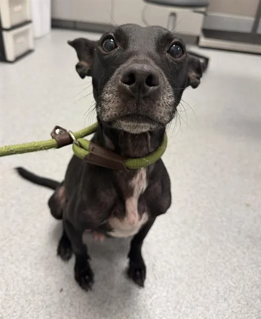 An adult medium-sized female Pit Bull Terrier dog named Nova for adoption in Indianapolis, IN