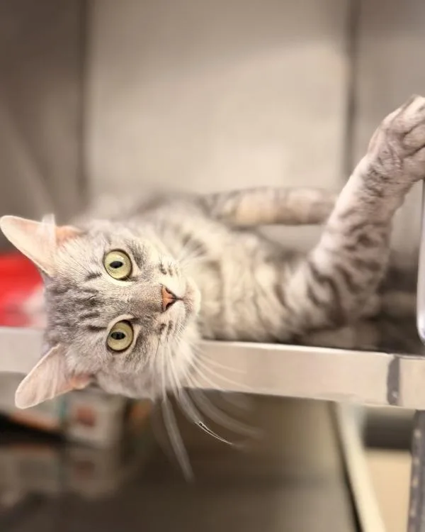 An adult medium-sized female Domestic Long Hair cat named Opossum for adoption in Canton, GA