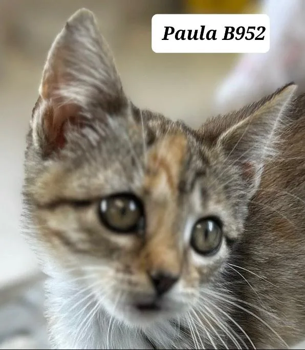 A baby medium-sized female Brown / Chocolate Domestic Short Hair cat named Paula for adoption in Morganton, NC