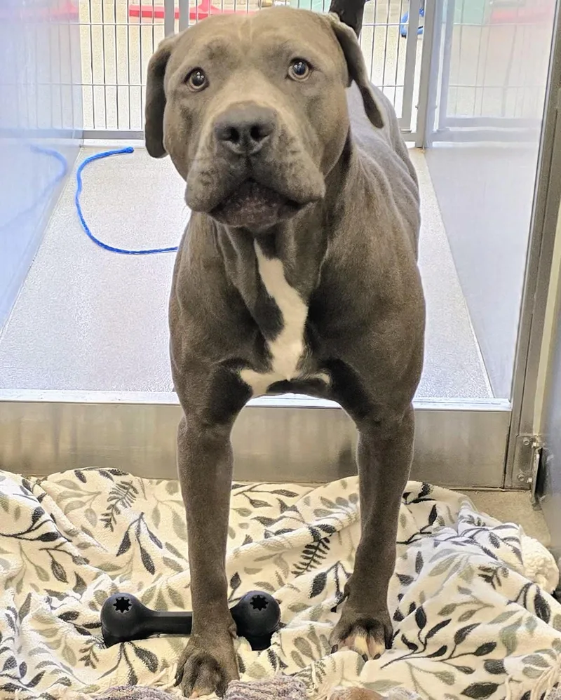 Roko