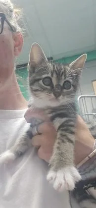 A baby small-sized male Domestic Short Hair cat named Meow for adoption in Paducah, KY