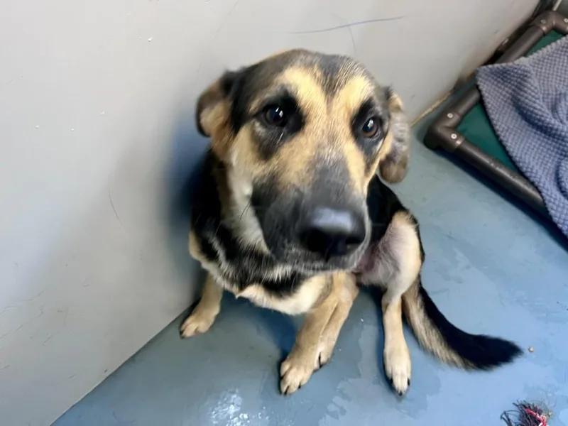 A young large-sized female German Shepherd Dog dog named Misty for adoption in Houston, TX