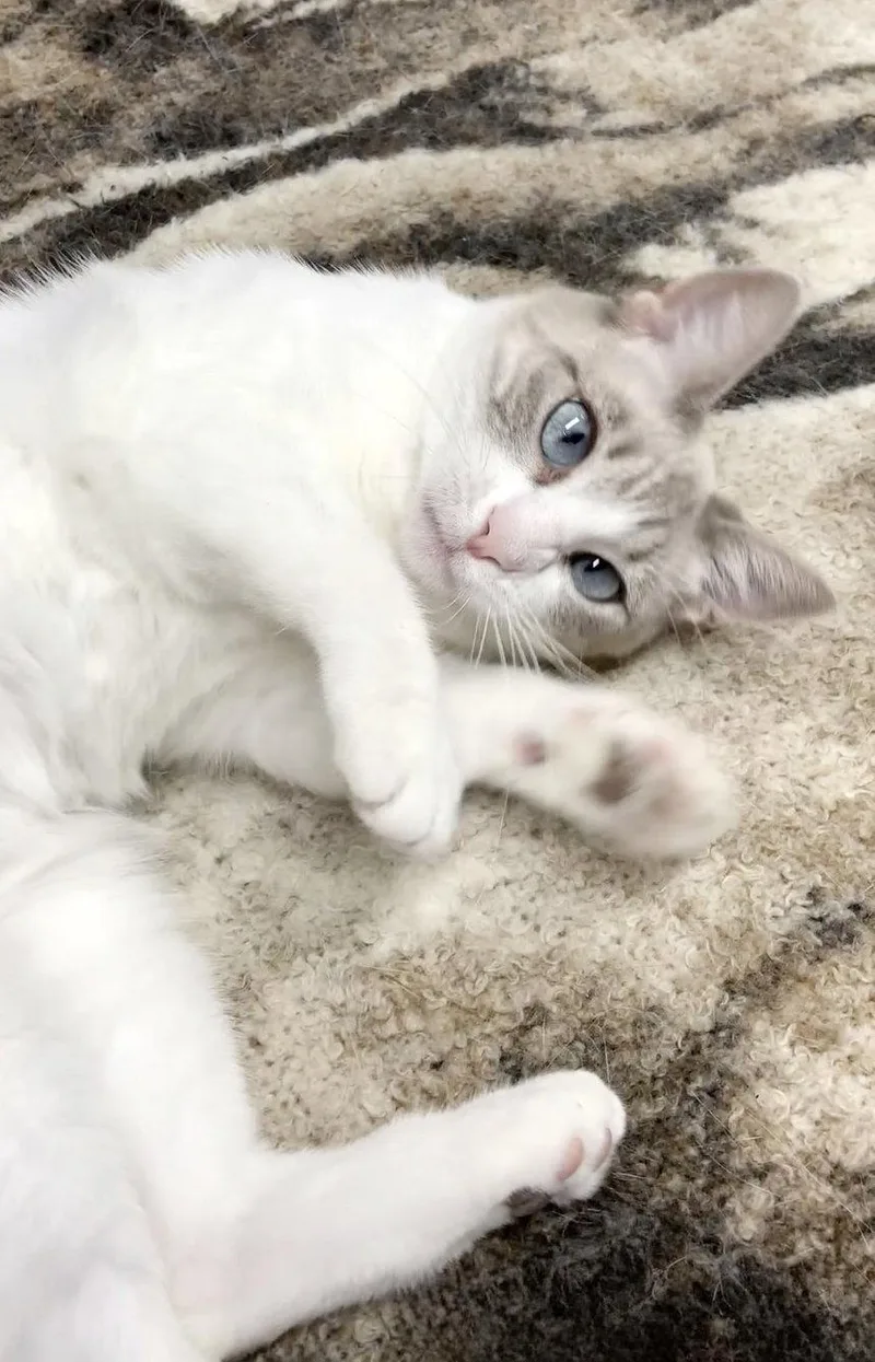 Lily