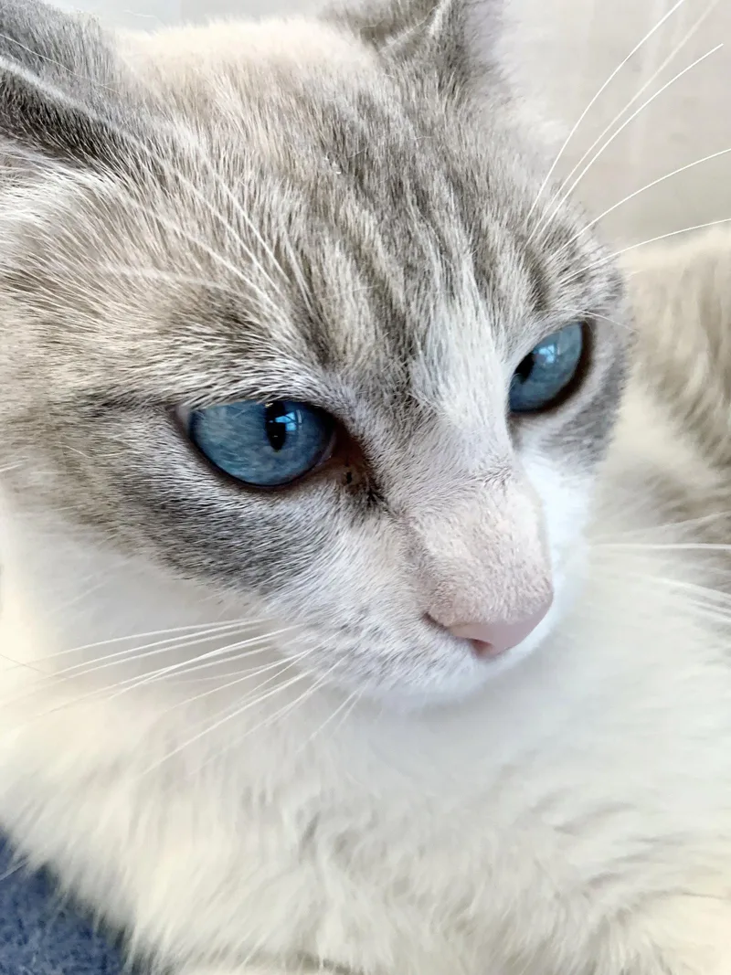 Lily thumbnail 3