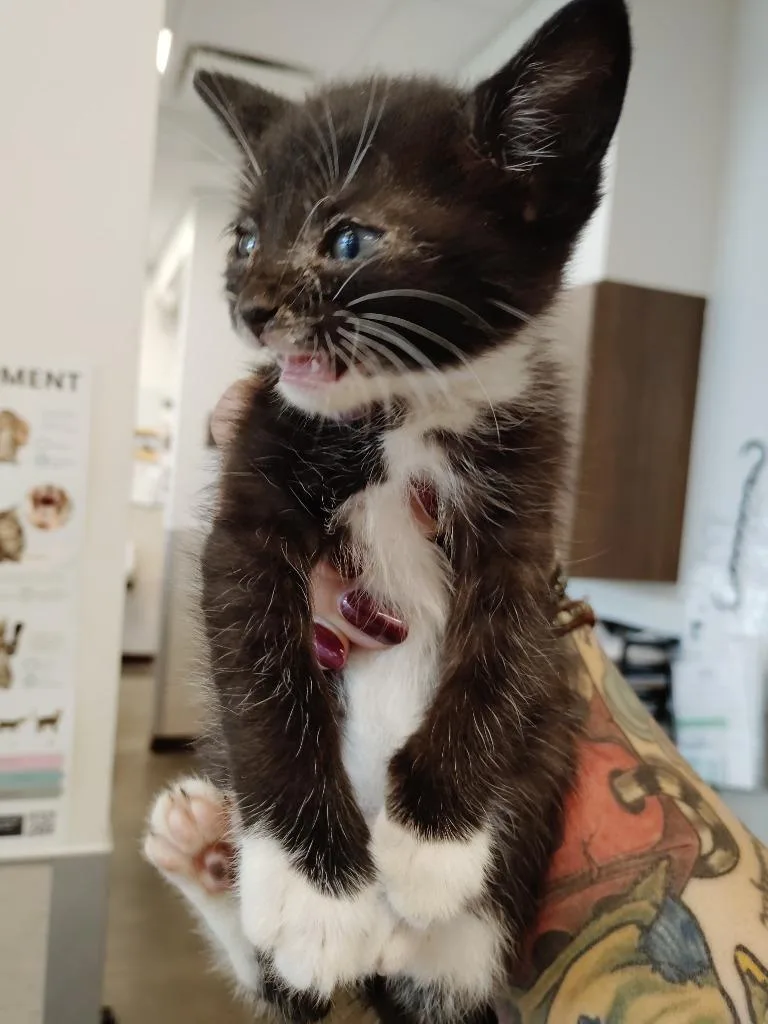 A baby medium-sized male Domestic Short Hair cat named Mac for adoption in Clarksville, TN