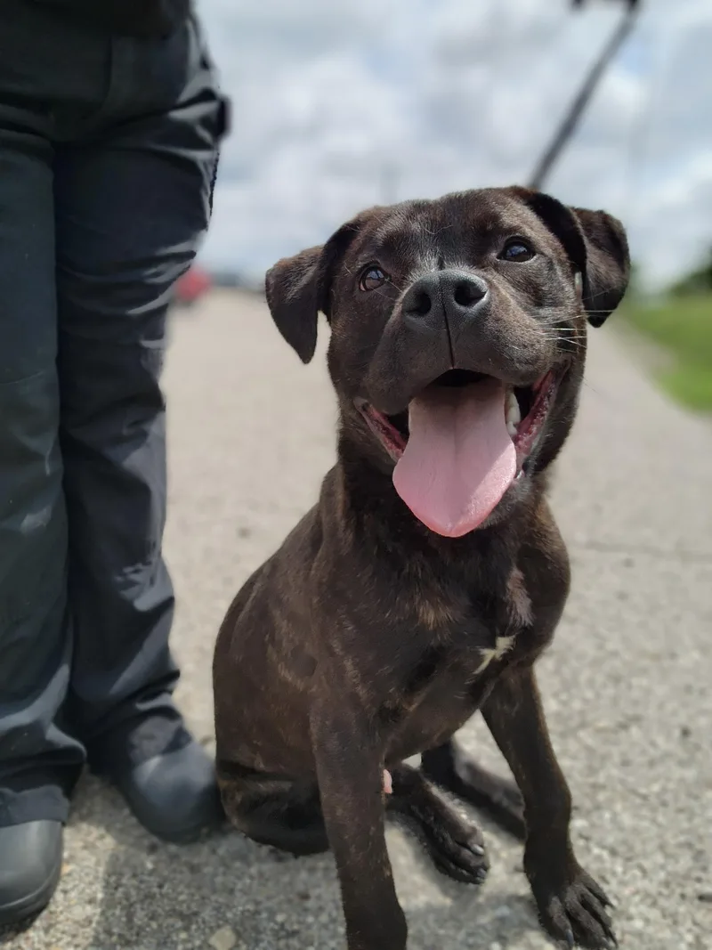 A young medium-sized male Pit Bull Terrier dog named Maverick for adoption in Youngstown, OH