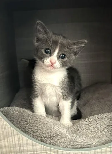 Mimi