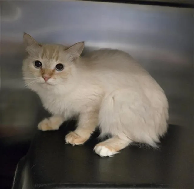 A young small-sized female Domestic Medium Hair cat named Frida for adoption in Dallas, TX