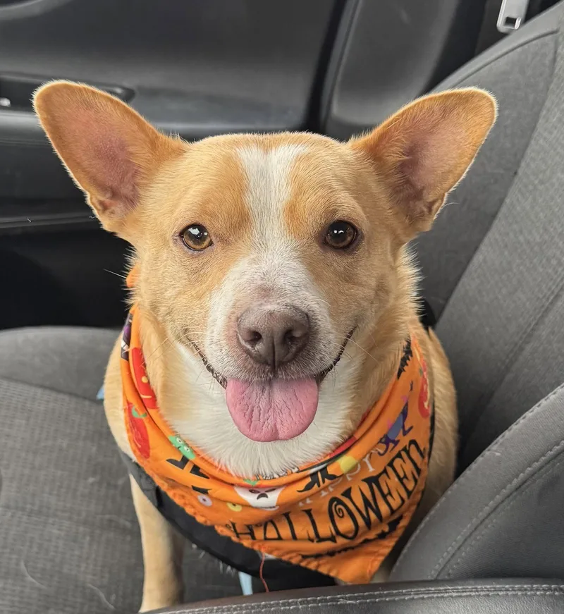 An adult medium-sized male Corgi dog named Hootie for adoption in Seattle, WA