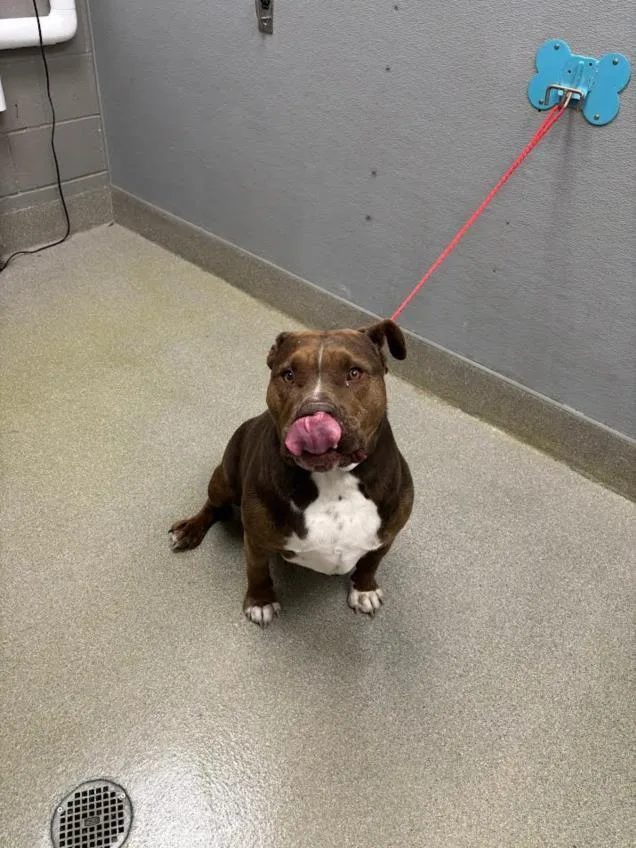 An adult large-sized male Pit Bull Terrier dog named Gordo for adoption in Las Vegas, NV