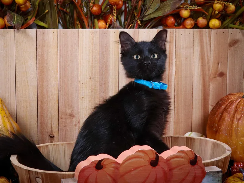 A baby medium-sized male Black Bombay cat named Walter White for adoption in Parker, TX