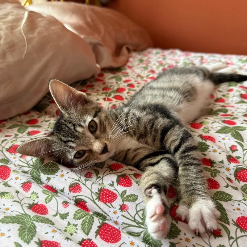 A baby small-sized female Brown / Chocolate Domestic Short Hair cat named Empanada for adoption in Middle Village, NY