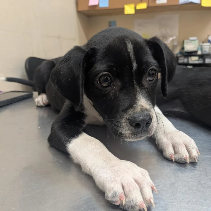 A baby small-sized female Black Pit Bull Terrier dog named Hazel for adoption in Birmingham, AL