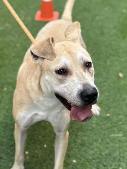 An adult medium-sized female Mixed Breed dog named Daisy for adoption in El Paso, TX