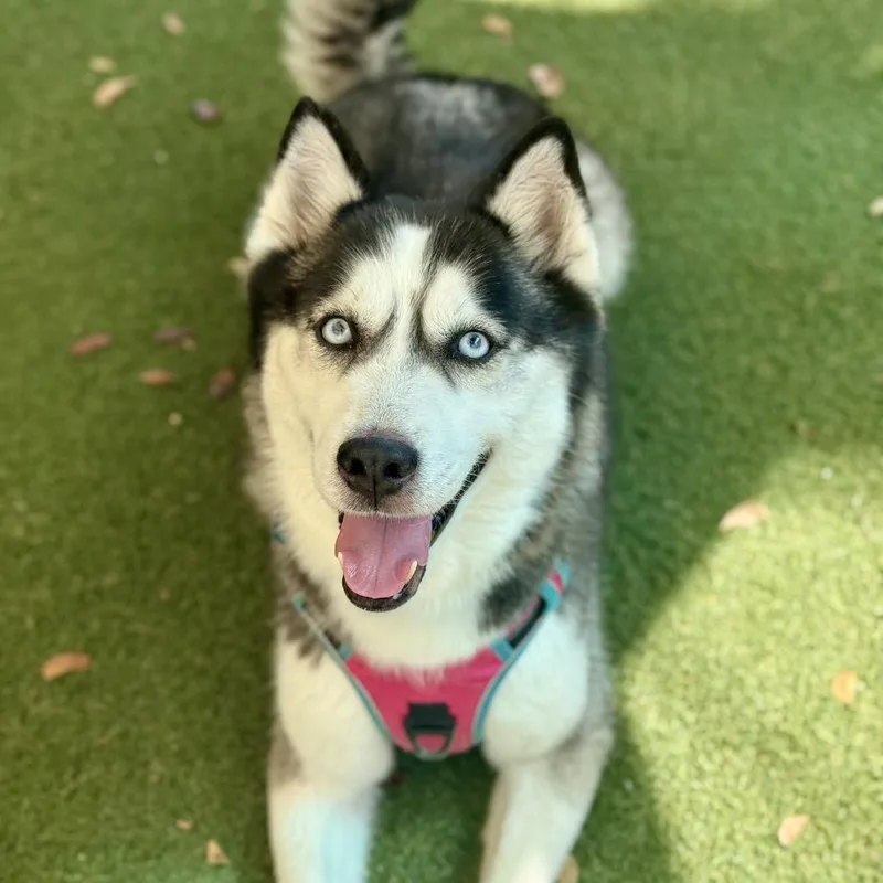 An adult medium-sized female White / Cream Husky dog named Rosie for adoption in Fort Lauderdale, FL