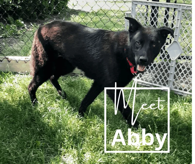 An adult large-sized female Shepherd dog named Abby for adoption in Marion, IN