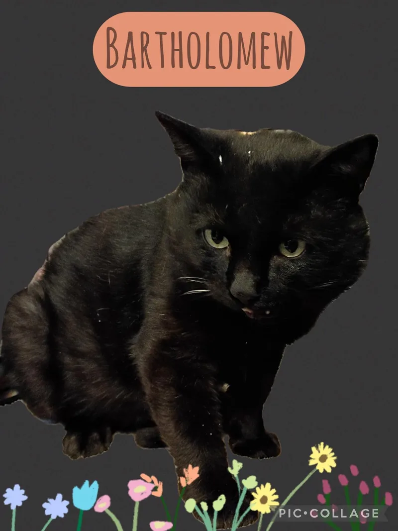 Bartholomew