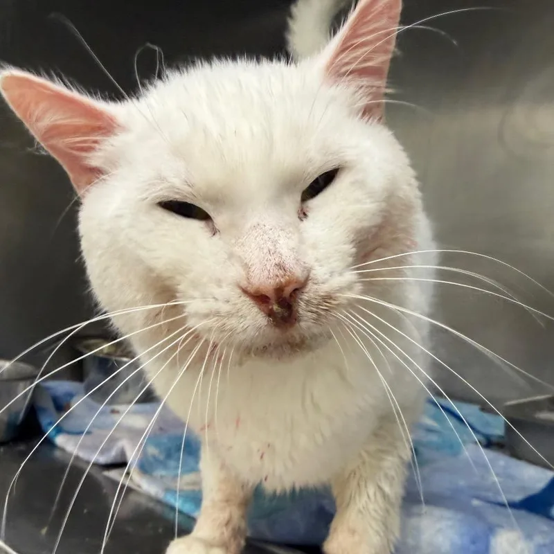 An adult medium-sized male White Domestic Short Hair cat named Zimo for adoption in Pekin, IL