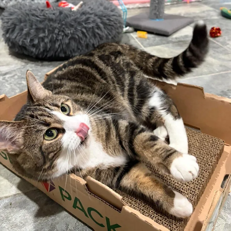 An adult medium-sized female Tabby (Buff / Tan / Fawn) Domestic Short Hair cat named Layla for adoption in North Huntingdon, PA