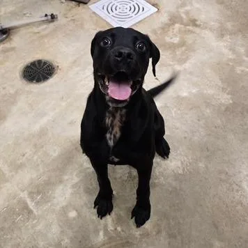 A young medium-sized male Black Labrador Retriever dog named Bugsy U for adoption in Tupelo, MS