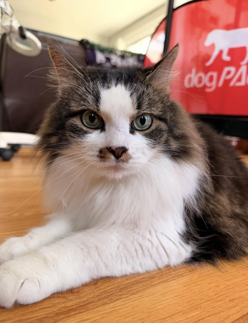 An adult medium-sized female Tabby (Buff / Tan / Fawn) Domestic Medium Hair cat named Juni & Tini Bonded for adoption in Manchester, NH