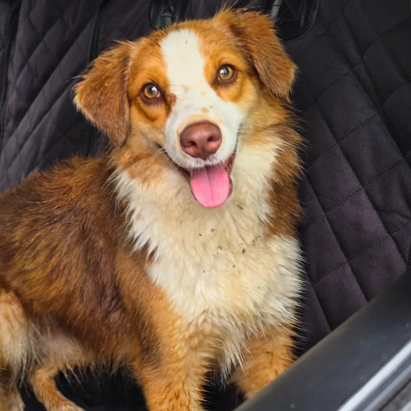 An adult medium-sized female Brown / Chocolate Australian Shepherd dog named Grace for adoption in Jefferson city, TN