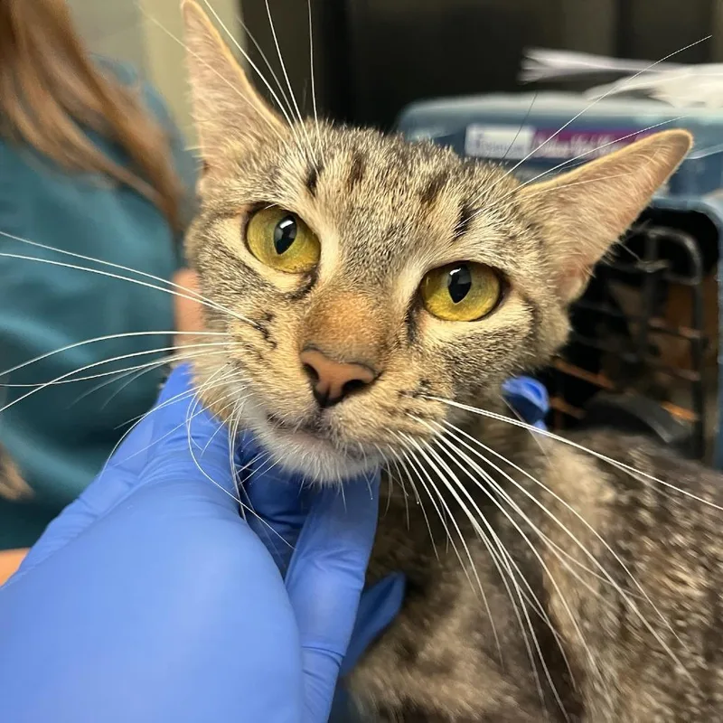 An adult medium-sized female Brown / Chocolate Domestic Short Hair cat named Beachcomber for adoption in Charlottesville, VA