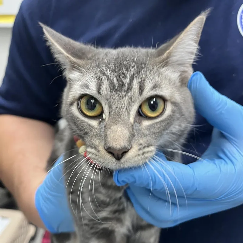 A young medium-sized male Gray / Blue / Silver Domestic Short Hair cat named Francais for adoption in Newark, NJ