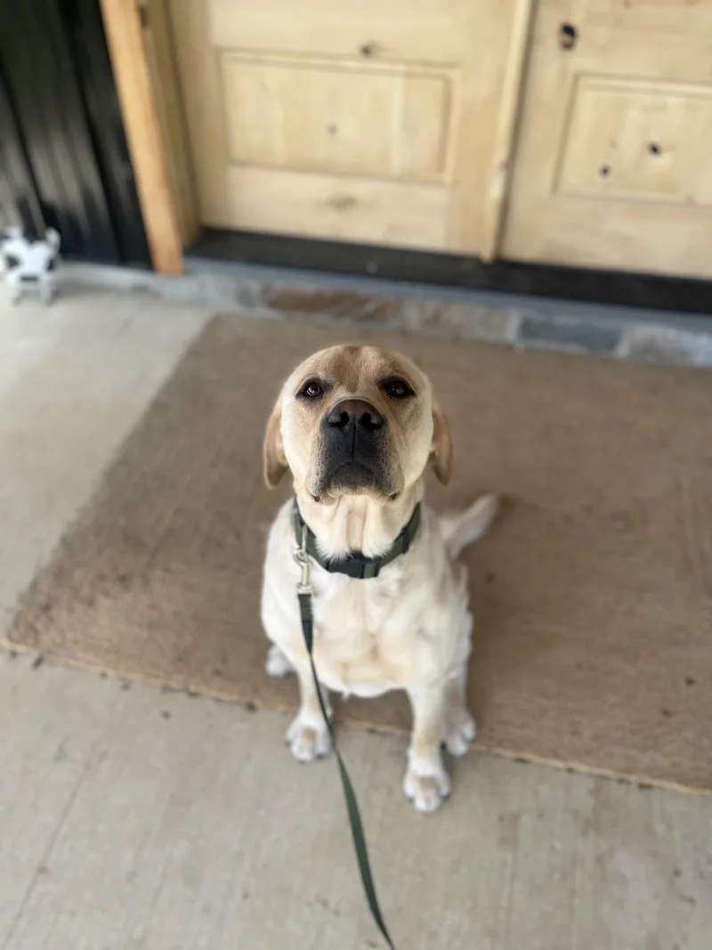 A young medium-sized male Labrador Retriever dog named Sam for adoption in Kutztown, PA