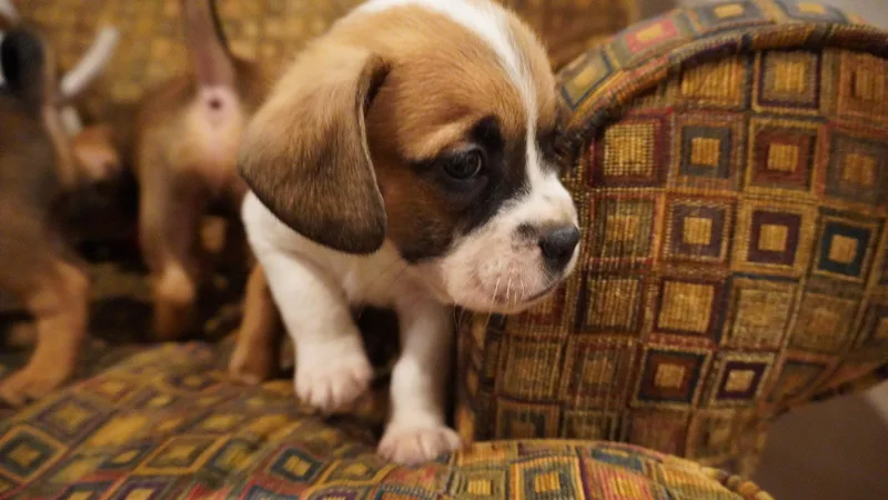 A baby medium-sized male Beagle dog named Bodhi for adoption in Herndon, VA