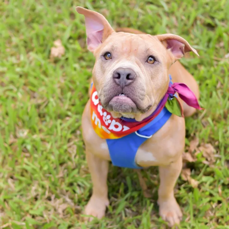An adult medium-sized female Yellow / Tan / Blond / Fawn Mixed Breed dog named Coco for adoption in Kailua Kona, HI