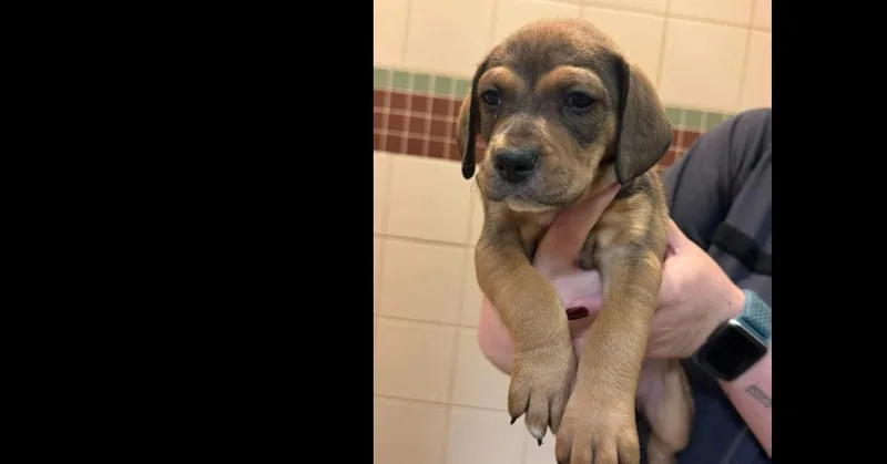 A baby small-sized male Pit Bull Terrier dog named Ted Lasso Litter: Roy for adoption in Dallas, TX