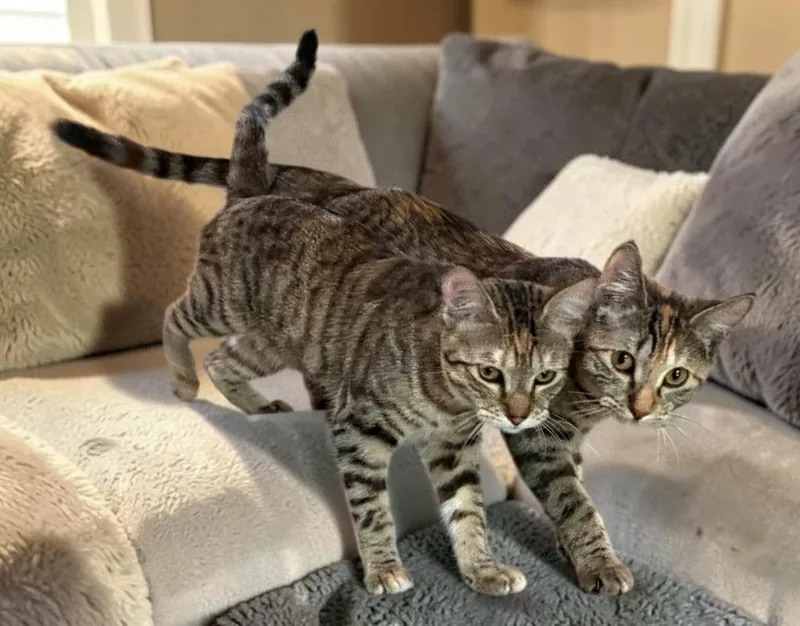 A baby medium-sized female Domestic Short Hair cat named Zoe for adoption in Long Beach, CA