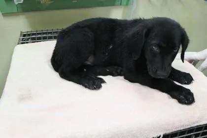 A baby small-sized male Labrador Retriever dog named Astro for adoption in Picayune, MS