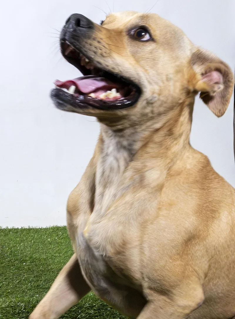 An adult medium-sized male Pit Bull Terrier dog named Dennis for adoption in Harvey , LA