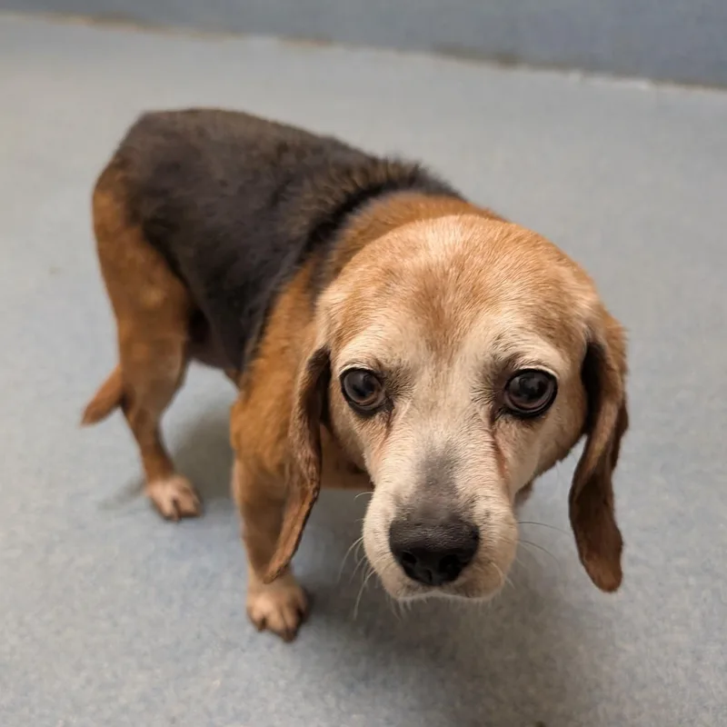 A senior small-sized female Tricolor (Brown, Black, & White) Beagle dog named Lil Bit for adoption in Suffolk, VA