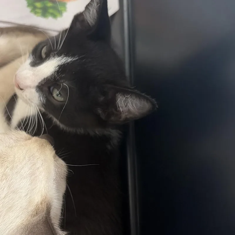 A baby small-sized male Domestic Short Hair cat named Robin for adoption in Montgomery, AL