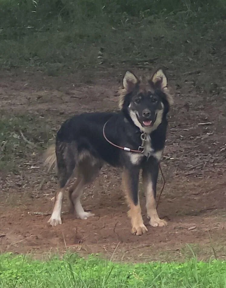 A young medium-sized male Tricolor (Brown, Black, & White) Shepherd dog named Ozzy for adoption in New Bedford, MA