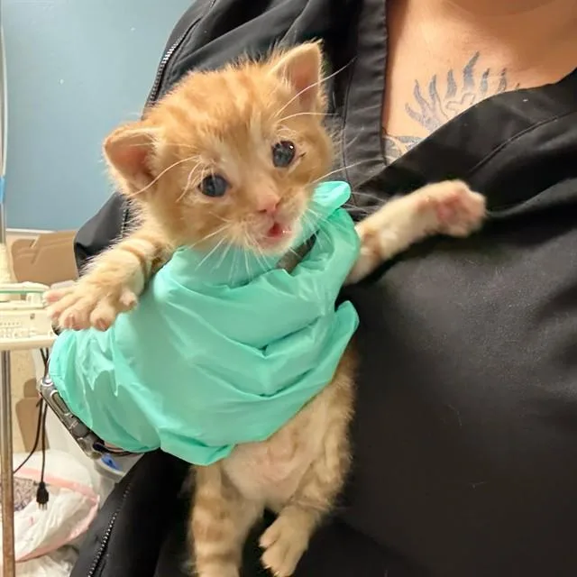 A baby small-sized male Domestic Short Hair cat named Tater Tot for adoption in Riverside, CA