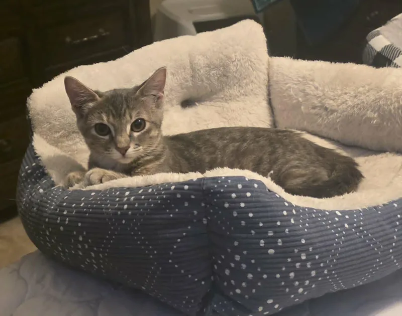 A young medium-sized female Domestic Short Hair cat named Cinder for adoption in Mansfield, TX