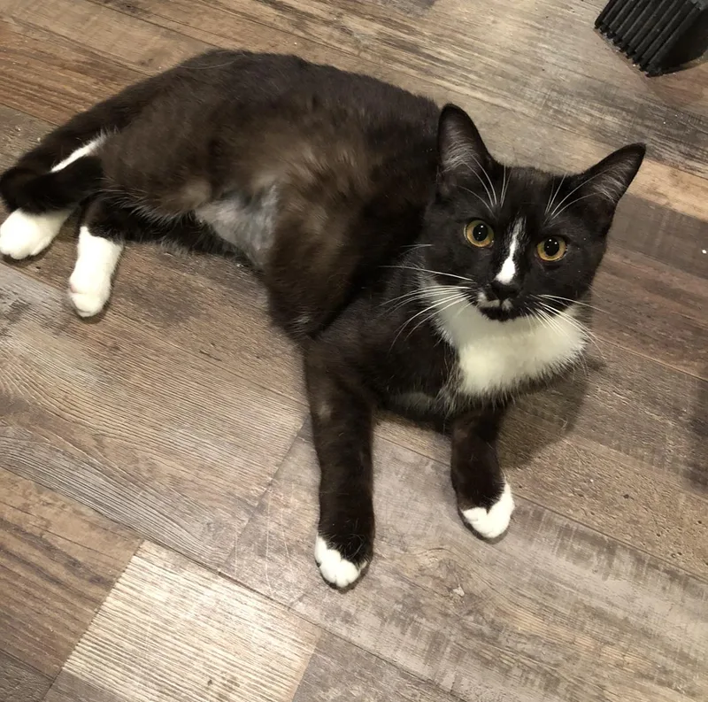 A young medium-sized female Black & White / Tuxedo Domestic Short Hair cat named Lucy for adoption in Puyallup, WA