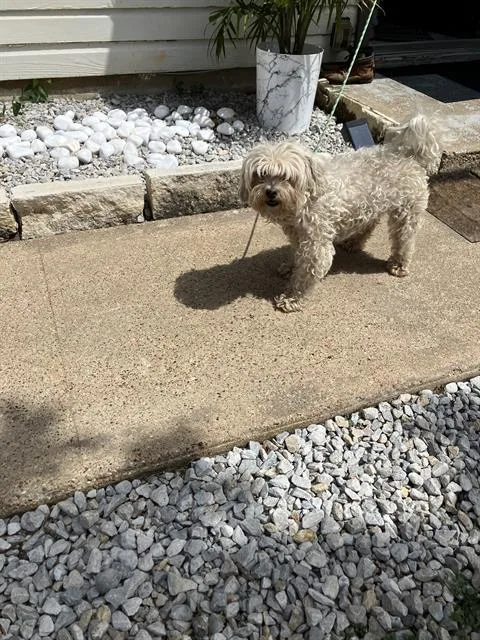An adult small-sized male Mixed Breed dog named Jr for adoption in Dallas, TX