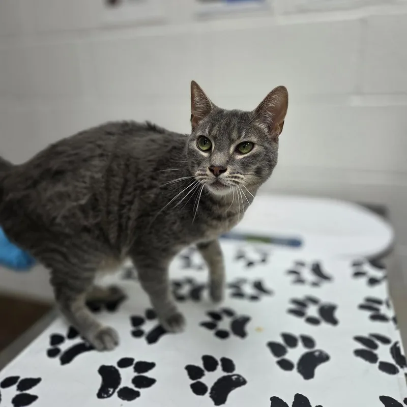 An adult large-sized male Gray / Blue / Silver Domestic Short Hair cat named Obiwan for adoption in Incline Village, NV