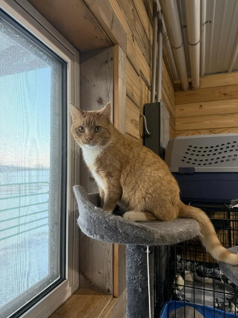 Garfield thumbnail 4