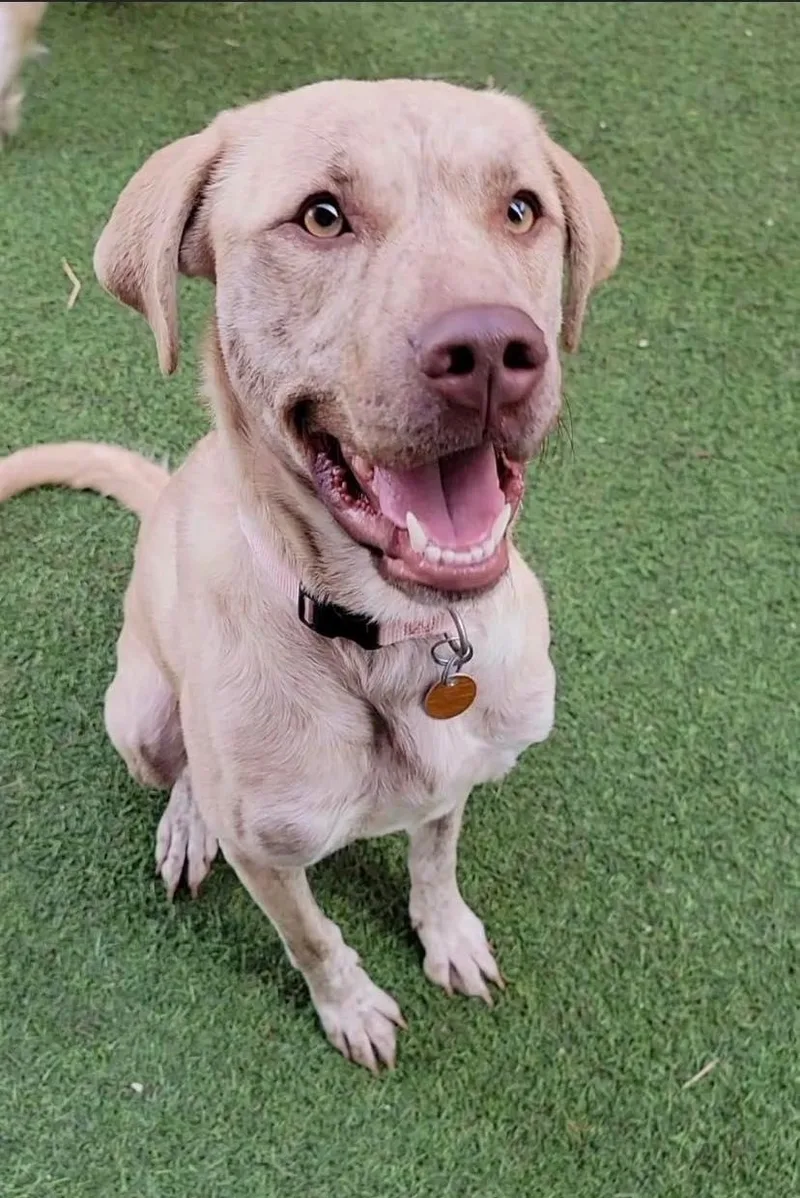 An adult medium-sized female Yellow / Tan / Blond / Fawn Labrador Retriever dog named Lulu for adoption in San Antonio, TX