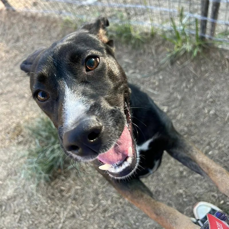 A young medium-sized female Tricolor (Brown, Black, & White) Labrador Retriever dog named Wednesday for adoption in Willis, TX