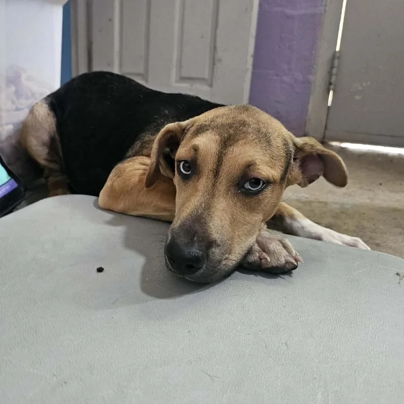 A baby medium-sized female Black Mixed Breed dog named C for adoption in Pulaski, TN
