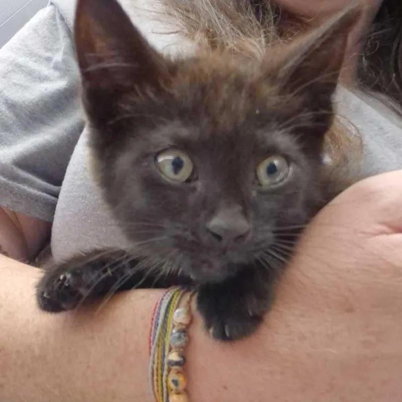 A baby small-sized male Black Domestic Short Hair cat named Thor for adoption in Oak Hill, WV