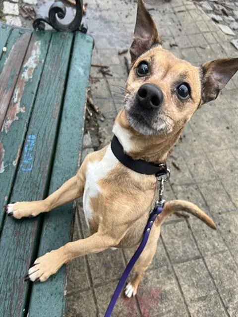 A senior medium-sized male Chihuahua dog named Jazz for adoption in Boston, MA