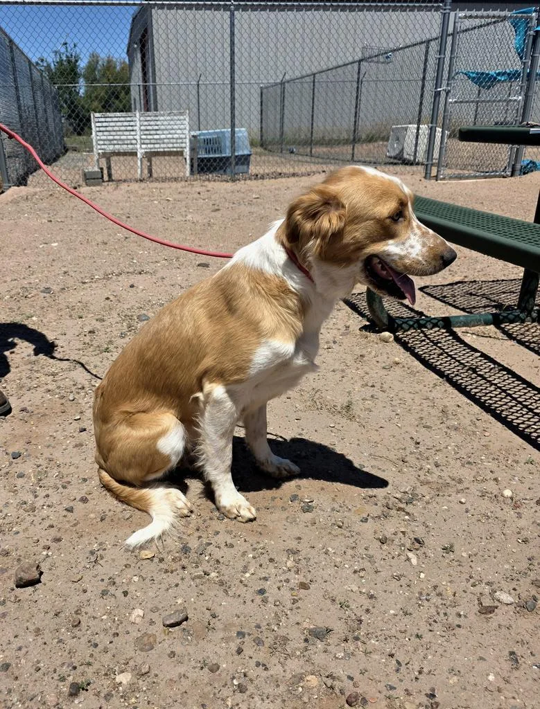 A young medium-sized female Collie dog named Roxi for adoption in Holbrook, AZ